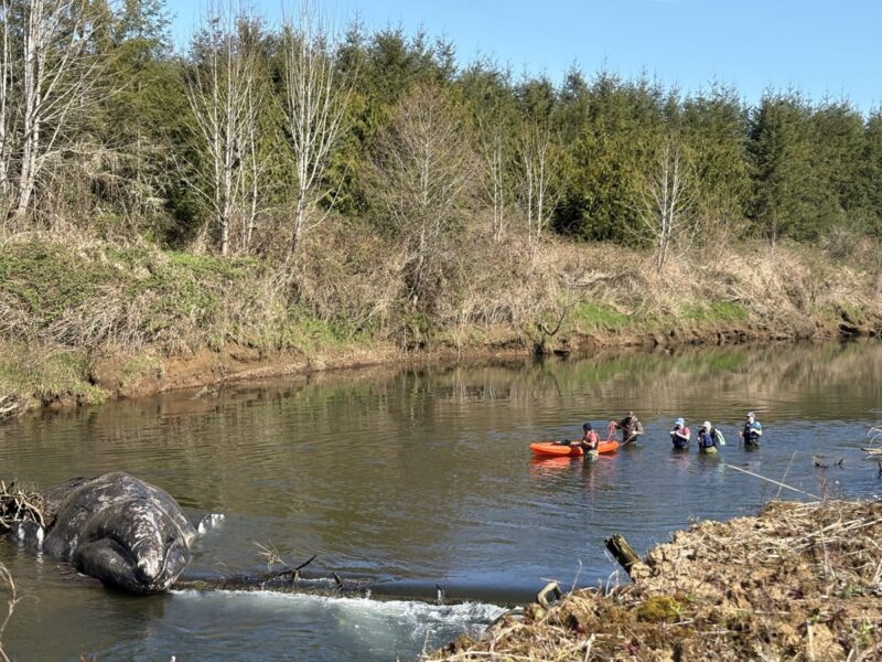Gray whale on Willapa River bank, April 6 2026
